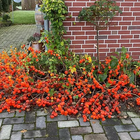 Apartment Friedeburga